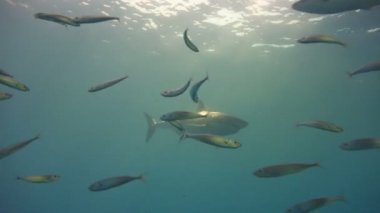 Büyük beyaz köpekbalıkları Guadalupe Adası Pasifik Okyanusu kapalı sualtı dalış büyüleyici. Meksika.