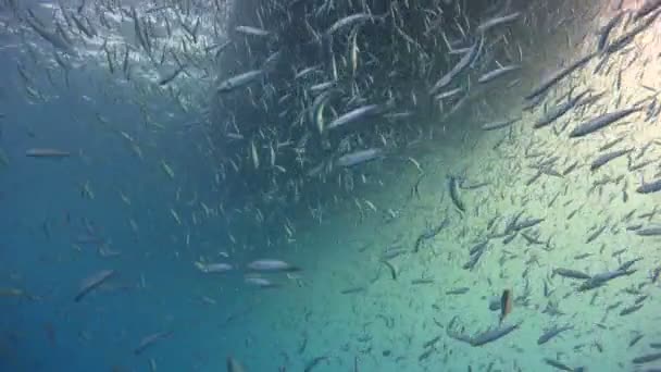 Fascinante mergulho subaquático na ilha de Guadalupe, no Oceano Pacífico. México . — Vídeo de Stock