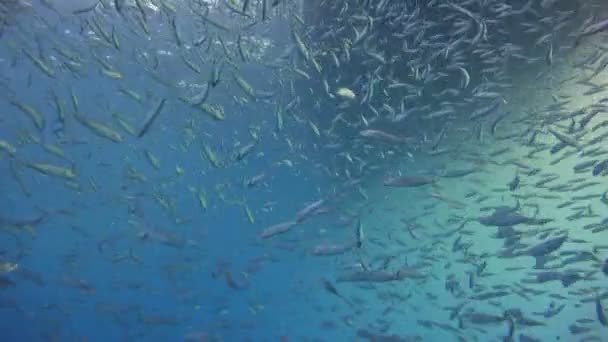 太平洋のグアダルーペ島オフ魅惑的な水中ダイビング。メキシコ. — ストック動画