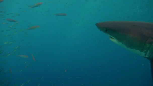 Fascinante buceo submarino con grandes tiburones blancos frente a la isla de Guadalupe en el océano Pacífico. México. . — Vídeo de stock