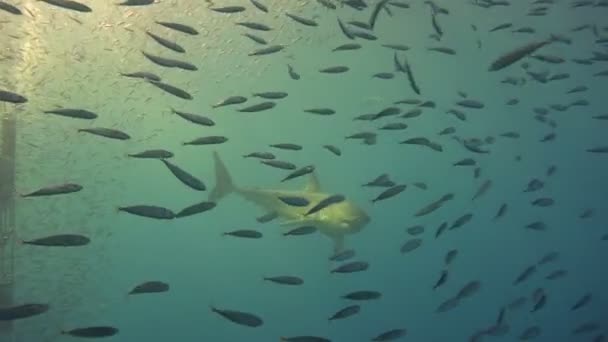 Fascinante buceo submarino con grandes tiburones blancos frente a la isla de Guadalupe en el océano Pacífico. México. . — Vídeos de Stock