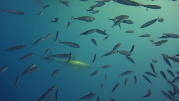 Fascinating underwater diving with Great white sharks off the island of Guadalupe in the Pacific ocean. Mexico. — Stock Video