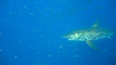 Büyük beyaz köpekbalıkları Guadalupe Adası Pasifik Okyanusu kapalı sualtı dalış büyüleyici. Meksika.