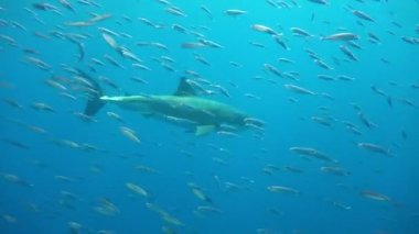 Büyük beyaz köpekbalıkları Guadalupe Adası Pasifik Okyanusu kapalı sualtı dalış büyüleyici. Meksika.