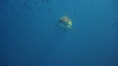 Büyük beyaz köpekbalıkları Guadalupe Adası Pasifik Okyanusu kapalı sualtı dalış büyüleyici. Meksika.
