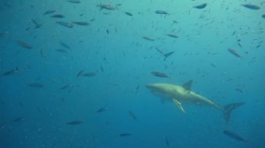 Büyük beyaz köpekbalıkları Guadalupe Adası Pasifik Okyanusu kapalı sualtı dalış büyüleyici. Meksika.