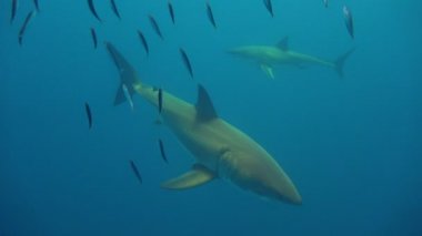Büyük beyaz köpekbalıkları Guadalupe Adası Pasifik Okyanusu kapalı sualtı dalış büyüleyici. Meksika.