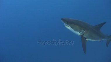 Büyük beyaz köpekbalıkları Guadalupe Adası Pasifik Okyanusu kapalı sualtı dalış büyüleyici. Meksika.