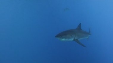 Büyük beyaz köpekbalıkları Guadalupe Adası Pasifik Okyanusu kapalı sualtı dalış büyüleyici. Meksika.