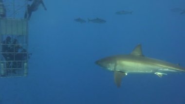 Büyük beyaz köpekbalıkları Guadalupe Adası Pasifik Okyanusu kapalı sualtı dalış büyüleyici. Meksika.