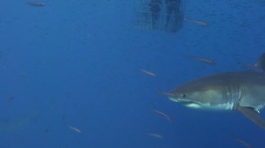 Büyük beyaz köpekbalıkları Guadalupe Adası Pasifik Okyanusu kapalı sualtı dalış büyüleyici. Meksika.