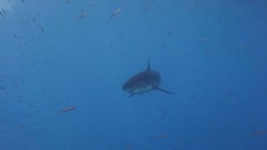 Büyük beyaz köpekbalıkları Guadalupe Adası Pasifik Okyanusu kapalı sualtı dalış büyüleyici. Meksika.