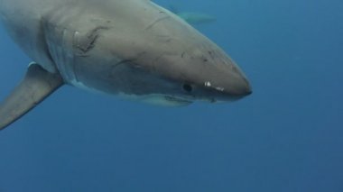 Büyük beyaz köpekbalıkları Guadalupe Adası Pasifik Okyanusu kapalı sualtı dalış büyüleyici. Meksika.