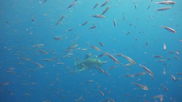 Fascynujące nurkowanie podwodne z Great white sharks off wyspie Guadalupe w rejonie Oceanu Spokojnego. Meksyk. — Wideo stockowe