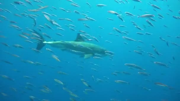 Захватывающее подводное плавание с большими белыми акулами у острова Гуадалупе в Тихом океане. Мексика . — стоковое видео