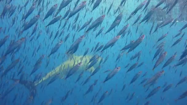Affascinanti immersioni subacquee con grandi squali bianchi al largo dell'isola di Guadalupe nell'oceano Pacifico. Messico . — Video Stock