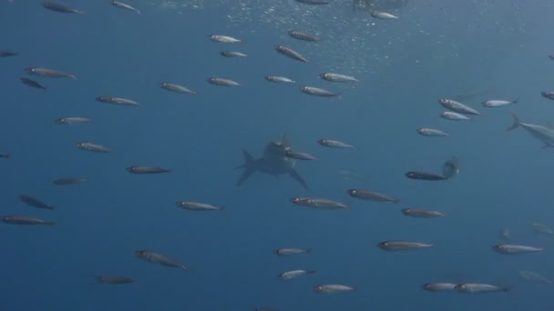 Fascinante buceo submarino con grandes tiburones blancos frente a la isla de Guadalupe en el océano Pacífico. México. . — Vídeo de stock