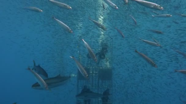 Fascinante buceo submarino frente a la isla de Guadalupe en el océano Pacífico. México. . — Vídeo de stock