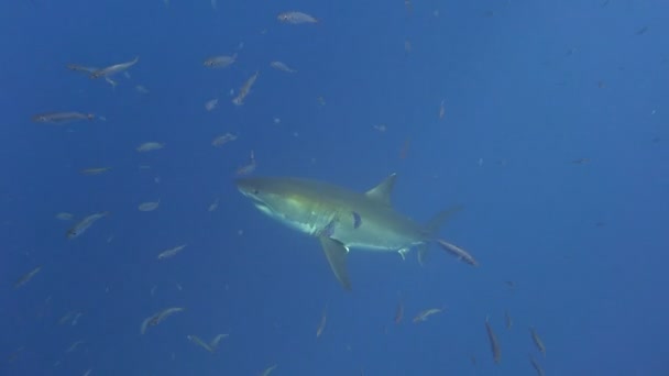 Fascinante buceo submarino con grandes tiburones blancos frente a la isla de Guadalupe en el océano Pacífico. México. . — Vídeos de Stock