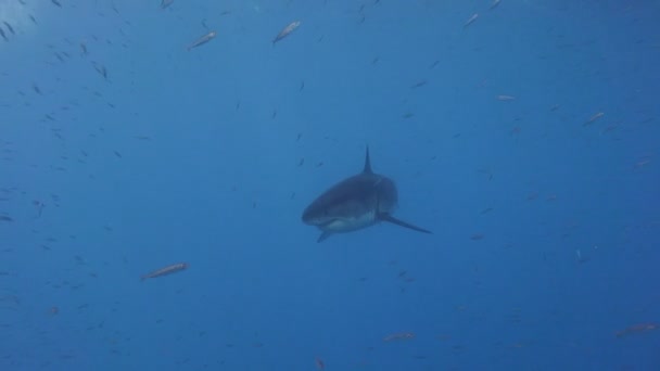 Fascynujące nurkowanie podwodne z Great white sharks off wyspie Guadalupe w rejonie Oceanu Spokojnego. Meksyk. — Wideo stockowe
