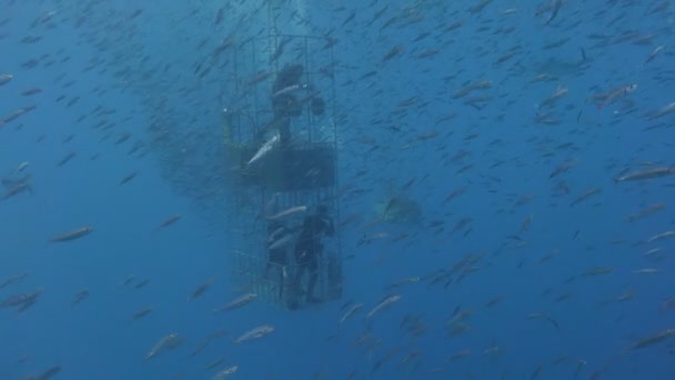 Fascinante buceo submarino con grandes tiburones blancos frente a la isla de Guadalupe en el océano Pacífico. México. . — Vídeos de Stock