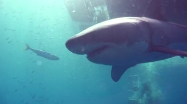 Büyük beyaz köpekbalıkları Guadalupe Adası Pasifik Okyanusu kapalı sualtı dalış büyüleyici. Meksika.
