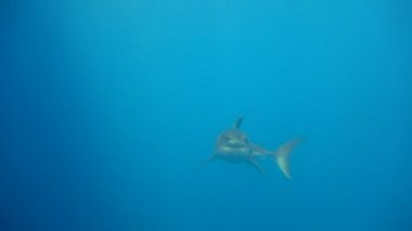Büyük beyaz köpekbalıkları Guadalupe Adası Pasifik Okyanusu kapalı sualtı dalış büyüleyici. Meksika.