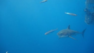 Büyük beyaz köpekbalıkları Guadalupe Adası Pasifik Okyanusu kapalı sualtı dalış büyüleyici. Meksika.