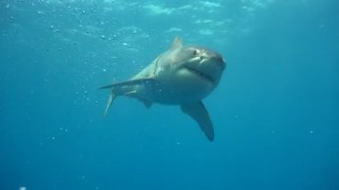 Büyük beyaz köpekbalıkları Guadalupe Adası Pasifik Okyanusu kapalı sualtı dalış büyüleyici. Meksika.