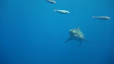 Büyük beyaz köpekbalıkları Guadalupe Adası Pasifik Okyanusu kapalı sualtı dalış büyüleyici. Meksika.