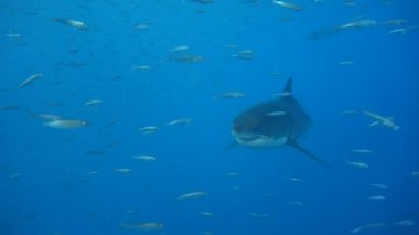 Büyük beyaz köpekbalıkları Guadalupe Adası Pasifik Okyanusu kapalı sualtı dalış büyüleyici. Meksika.