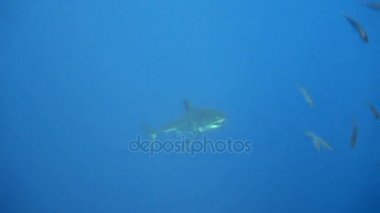 Büyük beyaz köpekbalıkları Guadalupe Adası Pasifik Okyanusu kapalı sualtı dalış büyüleyici. Meksika.