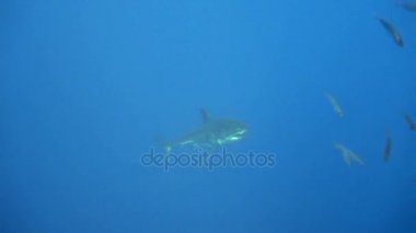 Büyük beyaz köpekbalıkları Guadalupe Adası Pasifik Okyanusu kapalı sualtı dalış büyüleyici. Meksika.