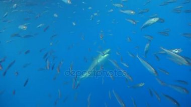 Büyük beyaz köpekbalıkları Guadalupe Adası Pasifik Okyanusu kapalı sualtı dalış büyüleyici. Meksika.