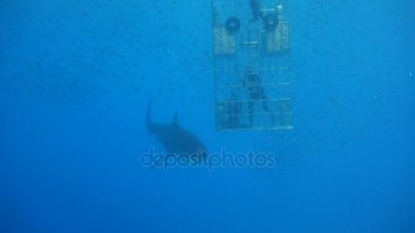 Büyük beyaz köpekbalıkları Guadalupe Adası Pasifik Okyanusu kapalı sualtı dalış büyüleyici. Meksika.