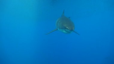 Büyük beyaz köpekbalıkları Guadalupe Adası Pasifik Okyanusu kapalı sualtı dalış büyüleyici. Meksika.