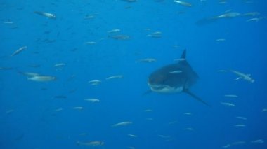Büyük beyaz köpekbalıkları Guadalupe Adası Pasifik Okyanusu kapalı sualtı dalış büyüleyici. Meksika.