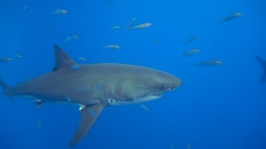 Büyük beyaz köpekbalıkları Guadalupe Adası Pasifik Okyanusu kapalı sualtı dalış büyüleyici. Meksika.