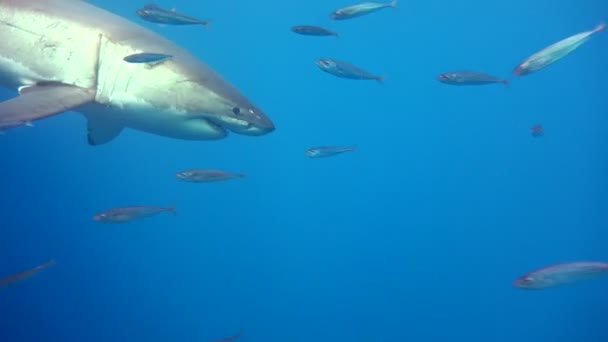 Faszinierendes Unterwassertauchen mit Weißen Haien vor der Insel Guadalupe im Pazifik. Mexiko. — Stockvideo