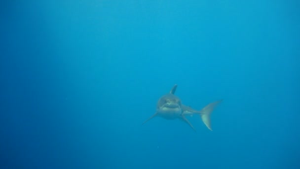 Lenyűgöző víz alatti búvárkodás a nagy fehér cápa le a Guadalupe sziget a Csendes-óceánon. Mexikó.