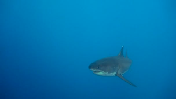 Fascinante buceo submarino con grandes tiburones blancos frente a la isla de Guadalupe en el océano Pacífico. México. . — Vídeos de Stock