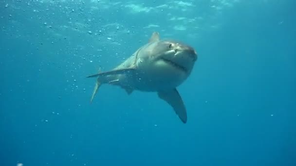 Fascinerende onderwater duiken met grote witte haaien uit de eiland van Guadalupe in de Stille Oceaan. Mexico. — Stockvideo