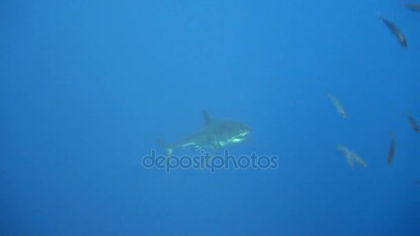 Fascinante buceo submarino con grandes tiburones blancos frente a la isla de Guadalupe en el océano Pacífico. México. . — Vídeos de Stock