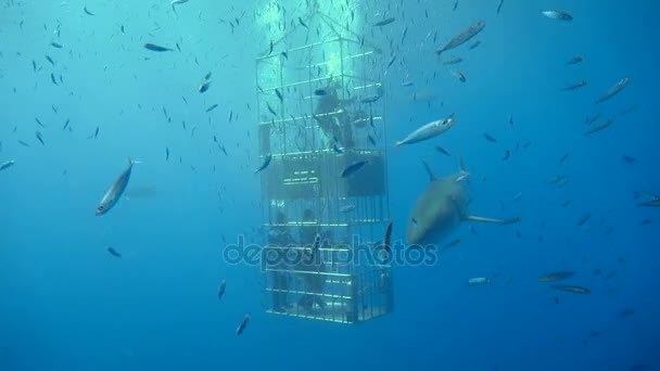 Fascinerende onderwater duiken met grote witte haaien uit de eiland van Guadalupe in de Stille Oceaan. Mexico. — Stockvideo