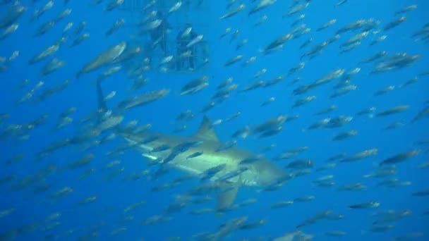 迷人的水下潜水与关闭太平洋瓜达卢佩岛的大白鲨。墨西哥. — 图库视频影像