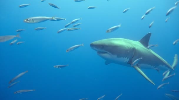 Fascinante buceo submarino con grandes tiburones blancos frente a la isla de Guadalupe en el océano Pacífico. México. . — Vídeos de Stock