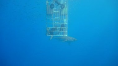 Büyük beyaz köpekbalıkları Guadalupe Adası Pasifik Okyanusu kapalı sualtı dalış büyüleyici. Meksika.