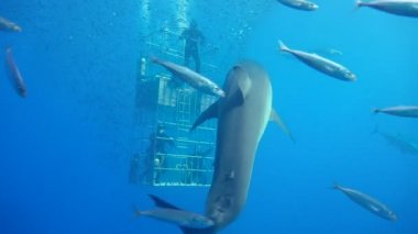 Büyük beyaz köpekbalıkları Guadalupe Adası Pasifik Okyanusu kapalı sualtı dalış büyüleyici. Meksika.