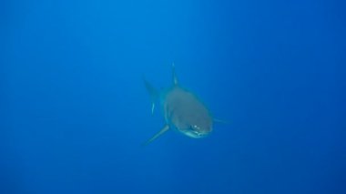 Büyük beyaz köpekbalıkları Guadalupe Adası Pasifik Okyanusu kapalı sualtı dalış büyüleyici. Meksika.