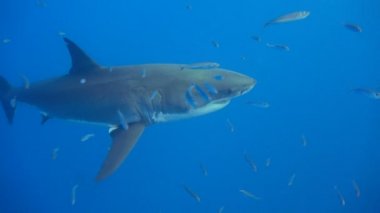 Büyük beyaz köpekbalıkları Guadalupe Adası Pasifik Okyanusu kapalı sualtı dalış büyüleyici. Meksika.